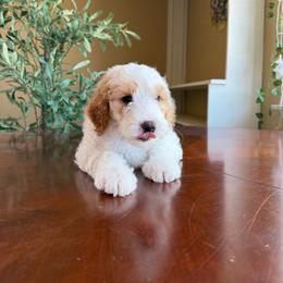 Benedict - Parti male Goldendoodle puppy in Barstow, California from Golden Desert Doodles