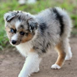 Liberty - Blue merle female Toy Australian Shepherd puppy in Wichita Falls, Texas from Shooting Stars Ranch Toy and Mini Aussies