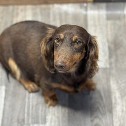 Piper - Dachshund