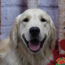 Charlie - Golden Retriever