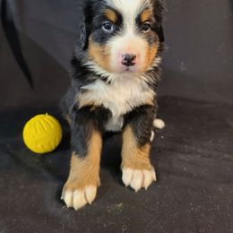 Yellow - Tri-color male Bernese Mountain Dog puppy in Francisco, Indiana from Kate's Country Canines