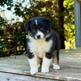 Lexie Enelow - Black & white female Australian Shepherd puppy in Statesville, North Carolina from Charming Australian Shepherds