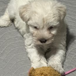 Miniature Schnauzer Puppies from Mandelyn’s Miniature Schnauzers