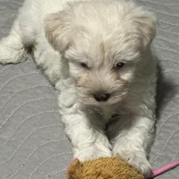 Miniature Schnauzer Puppies from Mandelyn’s Miniature Schnauzers