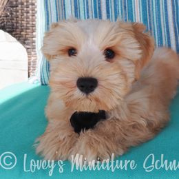 Boy 1 - Wheaten Miniature Schnauzer puppy in Topeka, Kansas from Lovey's Miniature Schnauzers