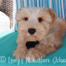 Boy 1 - Wheaten Miniature Schnauzer puppy in Topeka, Kansas from Lovey's Miniature Schnauzers
