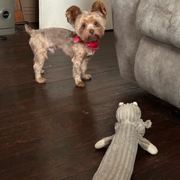 Ozzy - Yorkshire Terrier