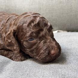 Doc - Chocolate male Goldendoodle puppy in Allegan, Michigan from Cocoa Doodles