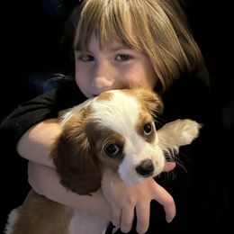 Cavalier King Charles Spaniel Puppies from DD’s Adorable Cavaliers