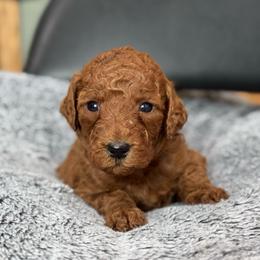 Patsy - Red  female Goldendoodle puppy in Wharton, Texas from Little Fur Friends