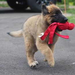Belgian Tervuren Puppies from Bab Hanna