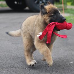 Belgian Tervuren Puppies from Bab Hanna