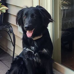 Olive - English Shepherd