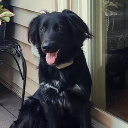 Olive - English Shepherd