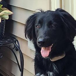 Olive - English Shepherd
