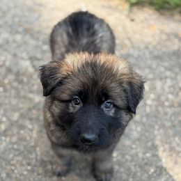 Dark Blue (Navy) Collar Boy - Sable male German Shepherd puppy in Columbus, Mississippi from Olde Wolfe German Shepherds