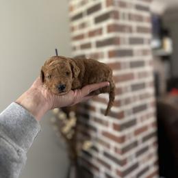 Joy Purple Collar - Red  female Goldendoodle puppy in Pine Prairie, Louisiana from Prairie Paws