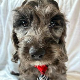 Hiram - Merle male Cockapoo puppy in Adrian, Oregon from ApplebyFarm