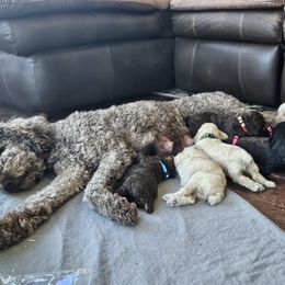 Poodle Puppies from Alisha's Poodles