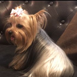 Izzi - Yorkshire Terrier