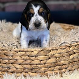 Maple - Black brown and white female Basset Hound puppy in Lone Jack, Missouri from Wee Little Bassets