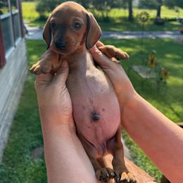 Boy 1 - Red male Dachshund puppy in Marinette/Green Bay, Wisconsin from Incahoots Smooth and Wirehaired Dachshunds