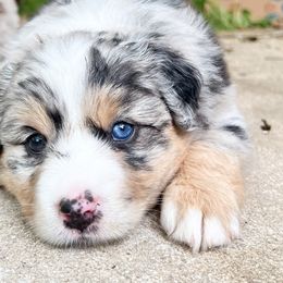 Bella - Blue merle Miniature Australian Shepherd puppy in San Antonio, Texas from Firefly River Mini Aussies