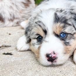 Bella - Blue merle Miniature Australian Shepherd puppy in San Antonio, Texas from Firefly River Mini Aussies