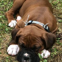 Boxers and Shih Tzus from Amy Vandernick's Boxers & Shih Tzus
