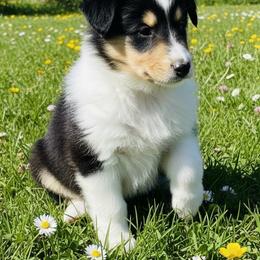 Boy 3 - male Scottish Collie puppy in Newcastle, Wyoming from Sundance Scottish-Colleys