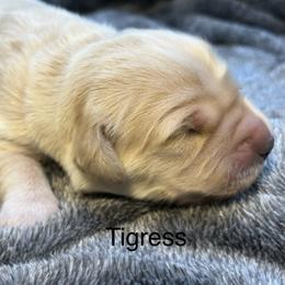 Tigress - Golden female Golden Retriever puppy in New Ringgold, Pennsylvania from Hawk Mountain Doodles