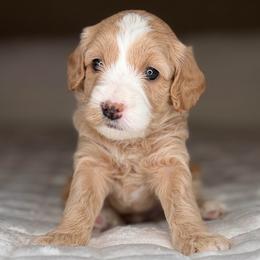 Puppy 3-YELLOW Collar (BOY) - Cream male Goldendoodle puppy in Portland, Oregon from Smith Family Doodles