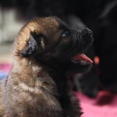 German Shepherd Puppies from vom Noctis