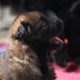 German Shepherd Puppies from vom Noctis