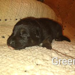Green - Black and tan male German Shepherd puppy in Dawsonville, Georgia from Vom Aussenseiter