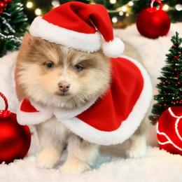 Skor Lavender girl - Lavender female Pomsky puppy in Enid, Oklahoma from Mile Hi Pomskies