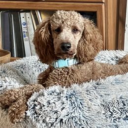 Ned - Poodle
