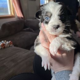 Hedwig - Black & white female Australian Shepherd puppy in Nicktown, Pennsylvania from Moss Crick Australian Shepherds