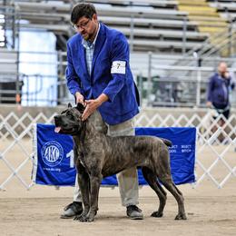 Hades - Cane Corso
