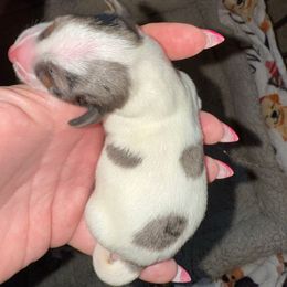 Boy 3 - Piebald male Dachshund puppy in Palm Coast, Florida from Michelle’s Mini Dachshunds