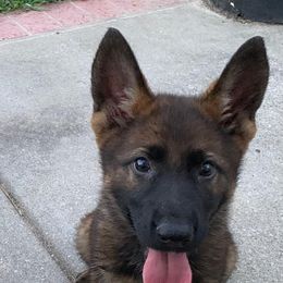 Beagle and German Shepherd Puppies from Nebraska K9's