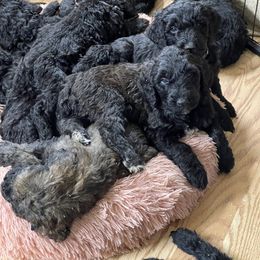Goldendoodle, Miniature Schnauzer, and Poodle Puppies from 501Doodles