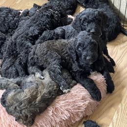 Goldendoodle, Miniature Schnauzer, and Poodle Puppies from 501Doodles