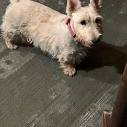 Bobbi - Scottish Terrier