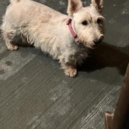 Bobbi - Scottish Terrier