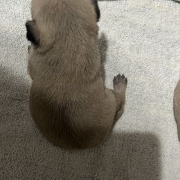 Pug Puppies from Southern Pugs