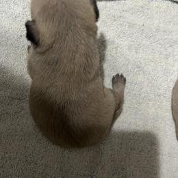 Pug Puppies from Southern Pugs