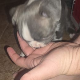 Boston Terrier Puppies from Aronow pups