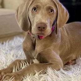Long Haired Weimaraners and Weimaraners from Wiregrassweimaranerstoo