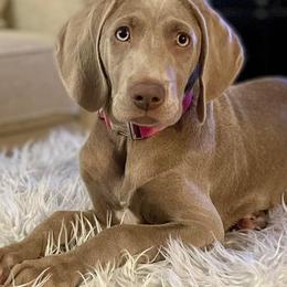 Long Haired Weimaraners and Weimaraners from Wiregrassweimaranerstoo